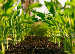 Tractor John Deere 6125M