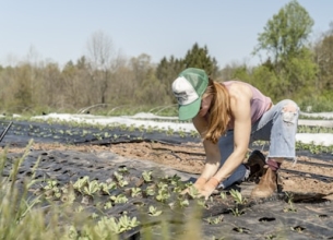 Semillas de Soja certificadas