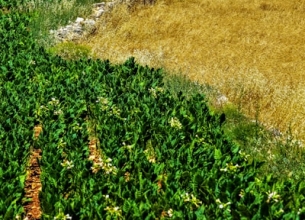 Fertilizante NPK 20-10-10