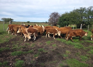 Imagen 26 Vacas Entoradas