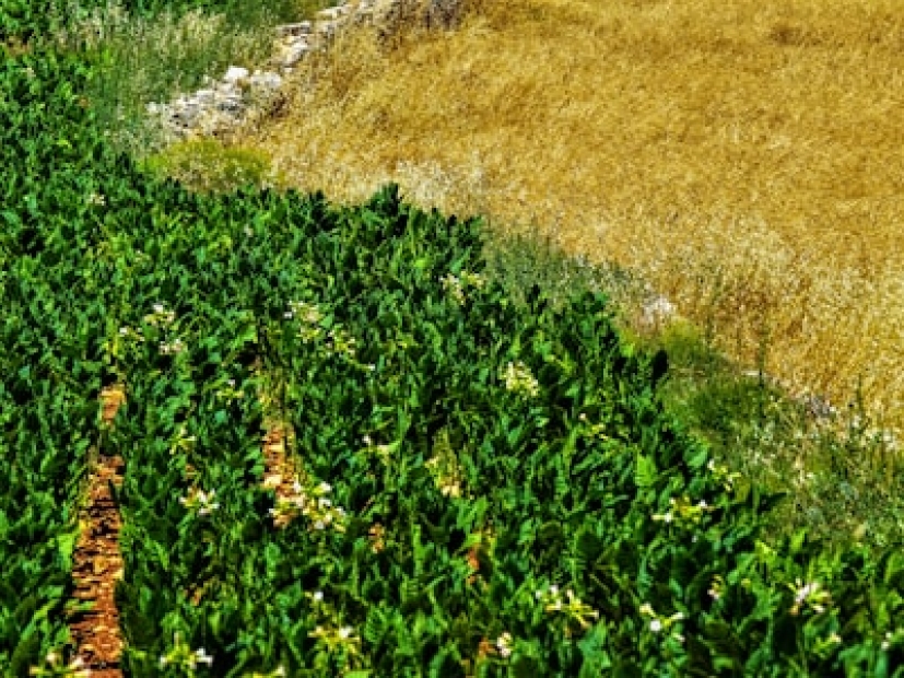 Fertilizante NPK 20-10-10