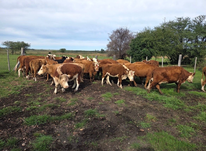 Imagen 26 Vacas Entoradas